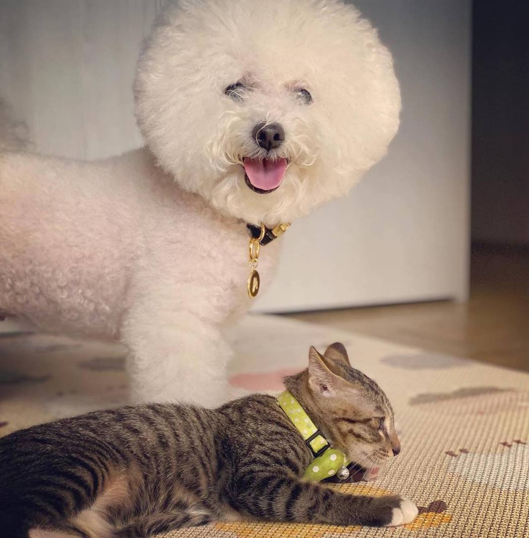 賈靜雯的愛犬miu miu與新領養的流浪貓。 圖／擷自賈靜雯臉書