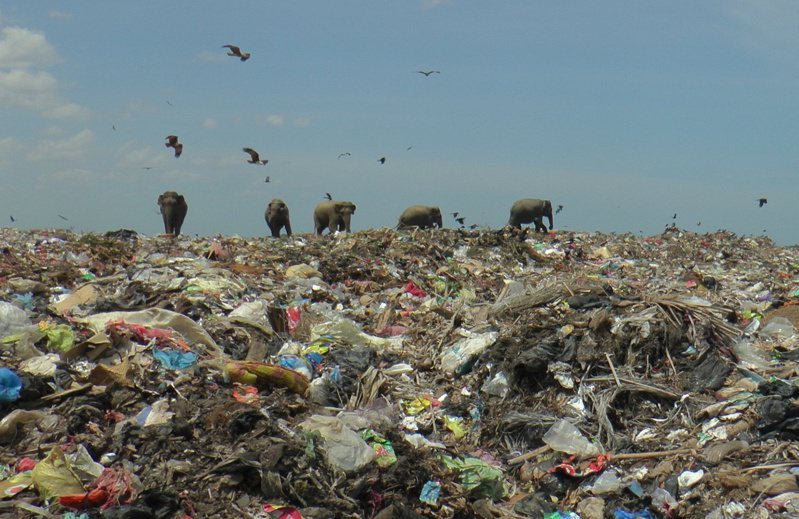 象群時常在覓食中吃下無法消化的塑料垃圾，嚴重影響健康。當地官員指出，2019年有361頭大象死亡，創下歷史新高。路透