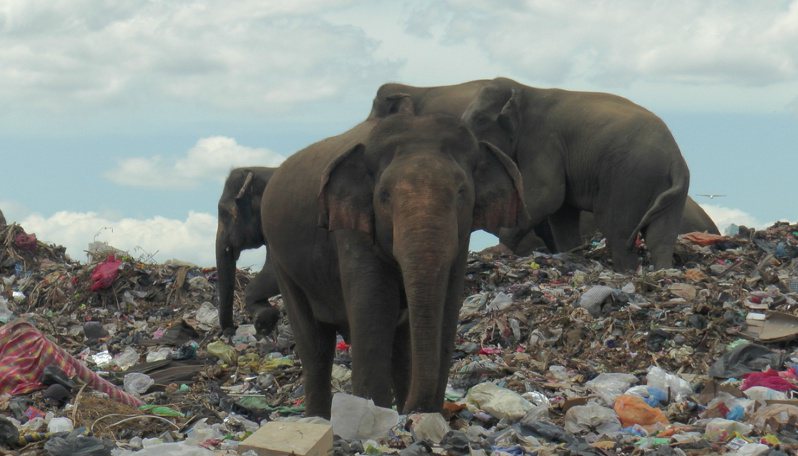 斯里蘭卡（Sri Lanka）東部一處垃圾掩埋場，靠近當地野生大象的棲息地，每天都有數十隻大象來到此地覓食，牠們只能在塑料、紙張等垃圾中尋找殘存的蔬菜，也吞下許多塑膠製品。路透