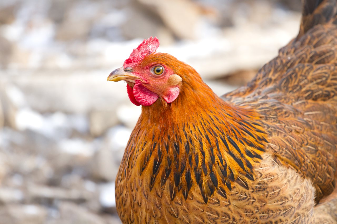 比利時西弗蘭德省（West Flanders）一處肉雞場爆發禽流感疫情，農委會防檢局表示，該國活禽鳥及其種蛋即日起禁止輸台。示意圖／ingimage