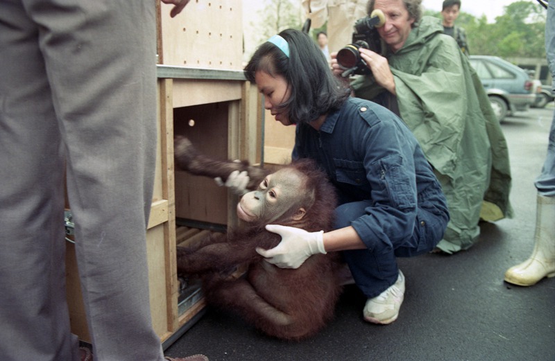 我方海關在台中緝私查獲的10隻紅毛猩猩，結束了流落台灣的日子，1990年11月28日搭乘華航C671班機返回印尼老家。圖／聯合報系資料照片