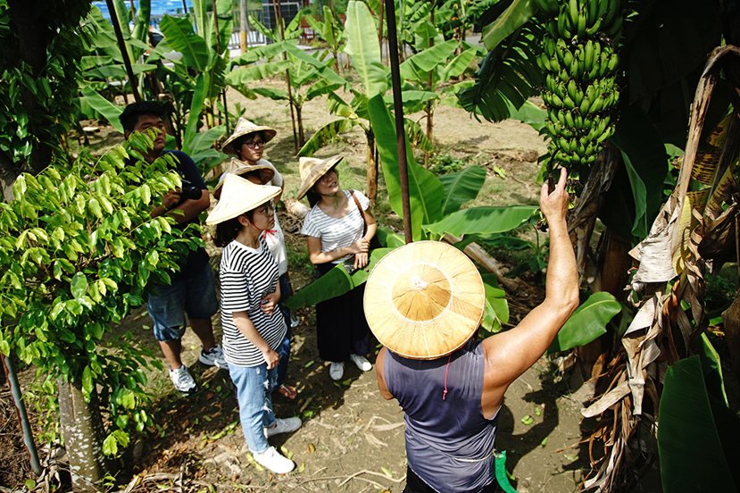 戴上斗笠走進香蕉園，認識香蕉的一生和旗山的故事。 攝影／曾信耀
