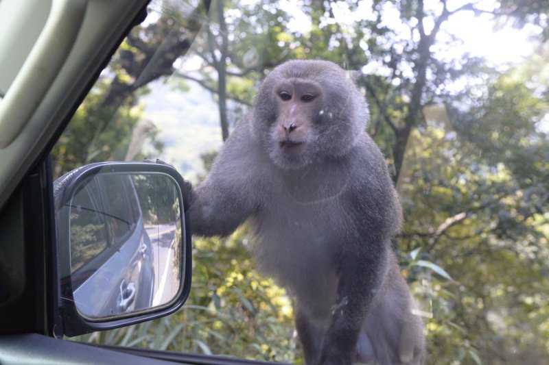 陽明山野生獼猴攀附在車窗旁，主動向人類乞食。圖／陽管處提供