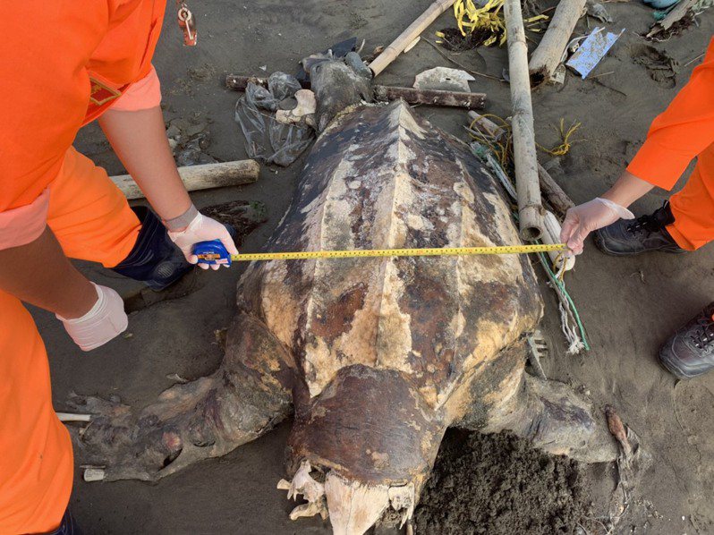 海巡署第四岸巡隊上月底獲報在雲林麥寮西北堤岸際發現死亡的「世界最大的海龜」革龜。圖／海巡署第四岸巡隊提供
