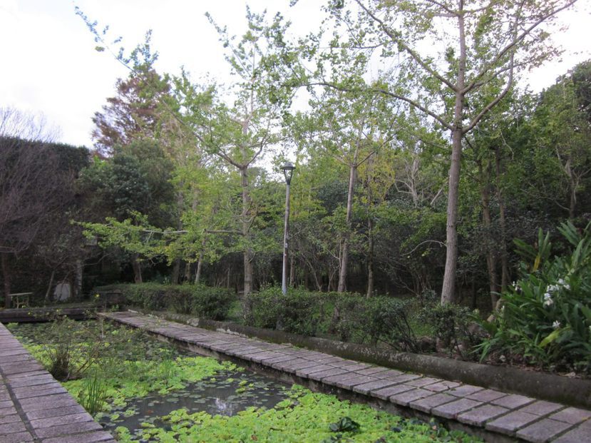 花卉試驗中心生態池旁銀杏林。 圖／台北市工務局 提供