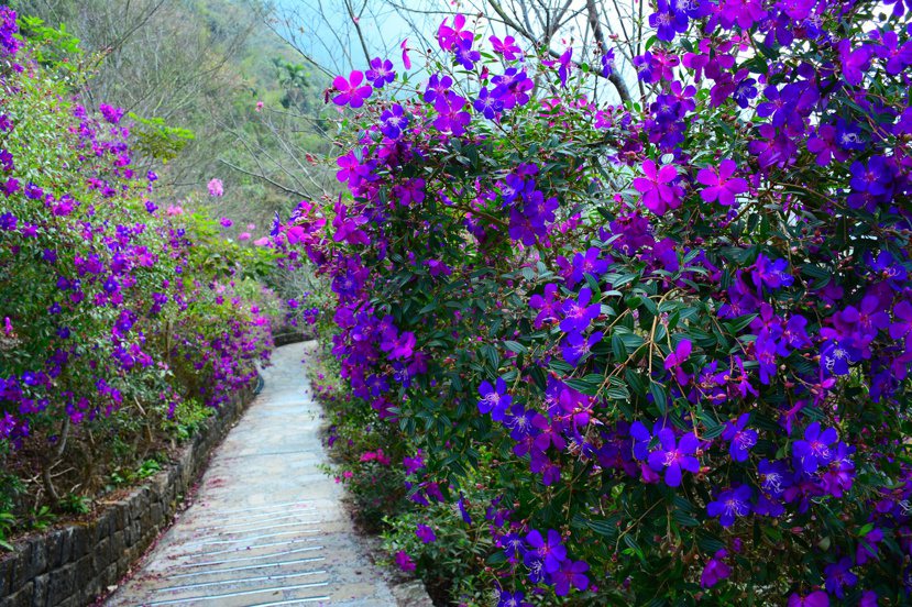 台南楠西梅嶺數萬株紫牡丹盛開，形成花海步道。 圖／吳淑玲 攝影