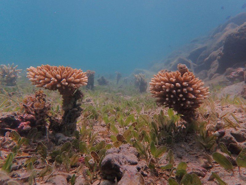 海洋公民基金會以「重返內海之珠-大倉嶼」，獲得第五屆綠獎生態保育計畫獎助。