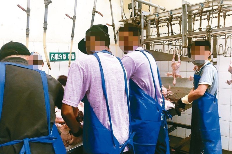 圖為康寧大學之前的斯里蘭卡學生在台灣屠宰場打工情形。 圖／教團提供