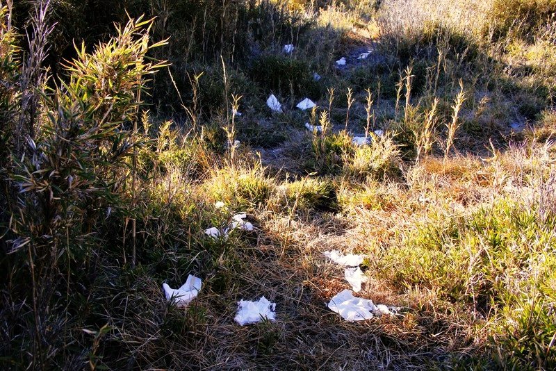 這些都是山友口中的「小白花」。 圖／雪霸保育志工提供