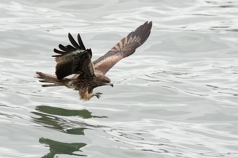 老鷹想飛，是基隆港的風景之一。圖／沈錦豐提供
