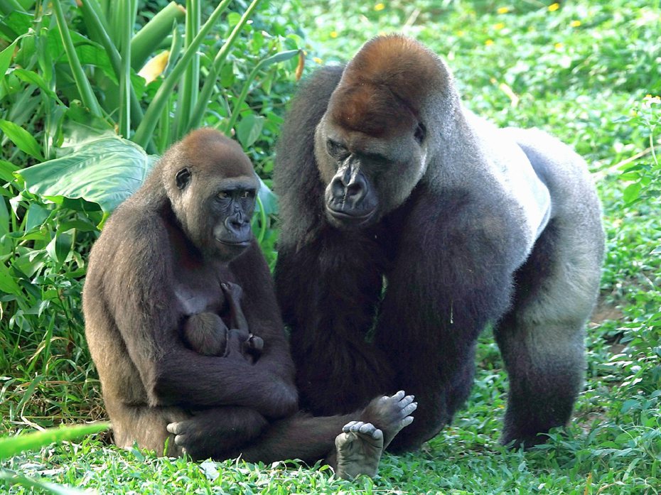 Tayari與Iriki正在照看金剛猩猩寶寶。圖／台北市立動物園提供
