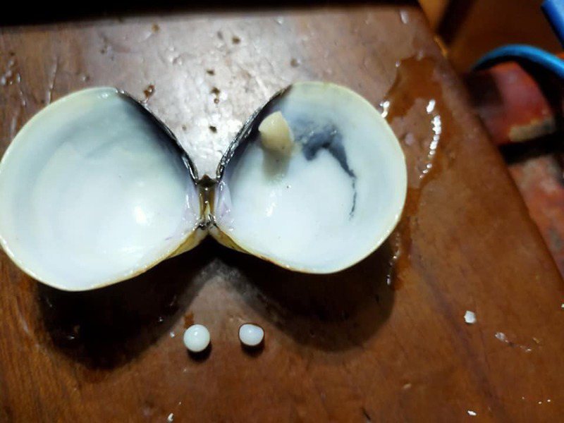 有網友發現，他的蛤蠣居然吃出了珍珠。圖／擷取自臉書Costco好市多商品經驗老實說