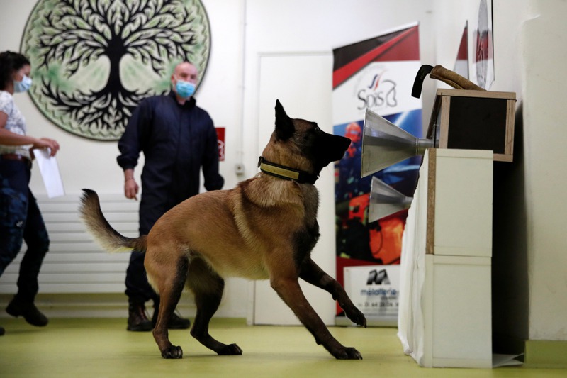 法國研究發現，狗經特殊訓練後能藉由嗅聞人類腋下，辨別是否感染新冠肺炎。路透