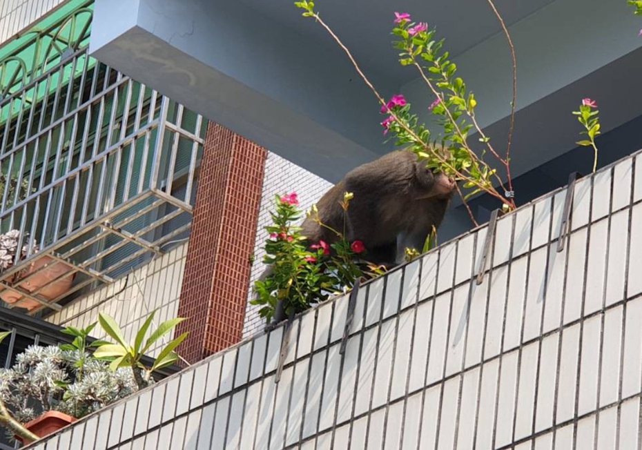 台灣獼猴頻頻闖入高雄民眾生活區域。圖／高雄市農業局提供