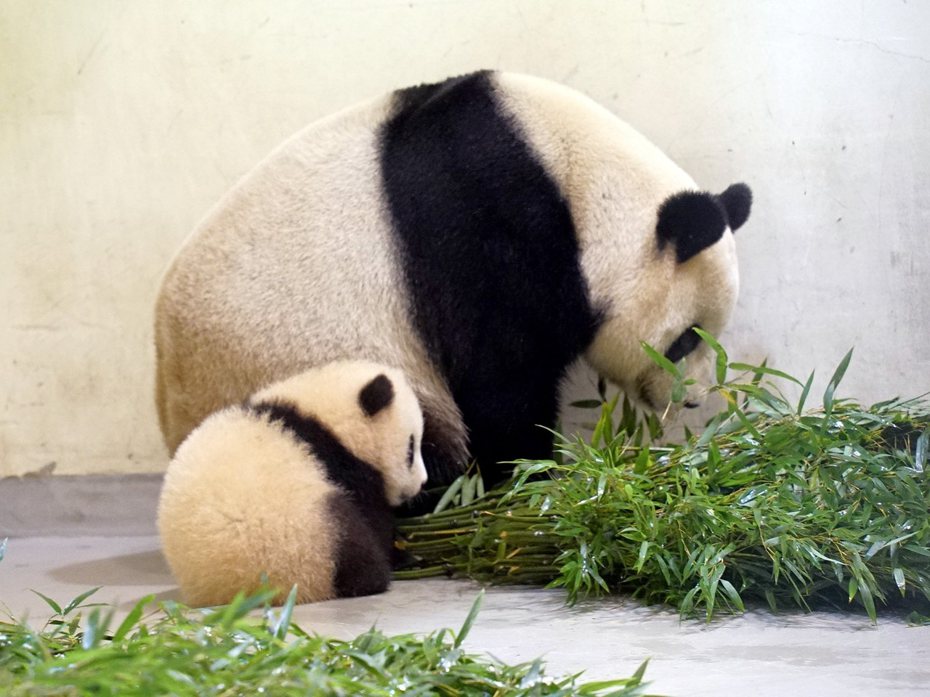 圓寶最喜歡依偎在媽媽身旁。圖／台北市立動物園提供