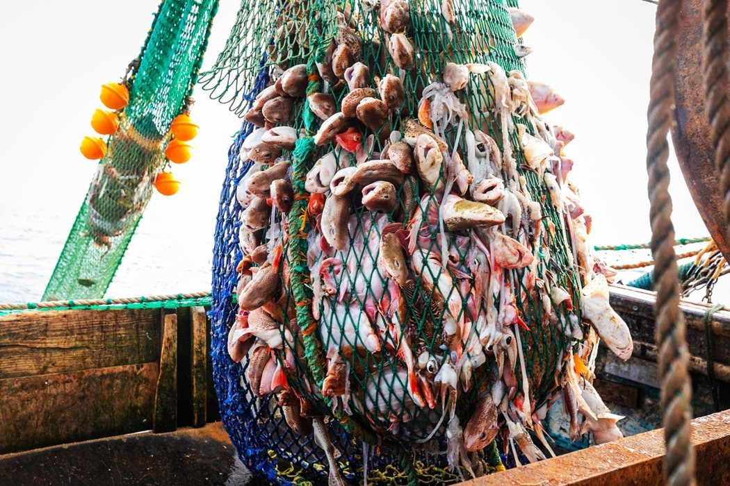在《脫歐FTA》拍板定案後，英國漁業紛紛跳腳怒吼，痛斥「強生對歐盟讓步...出賣...