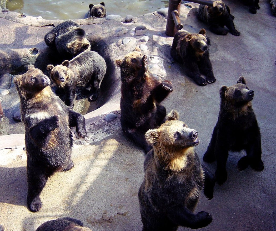 圖為日本登別棕熊牧場，日本第一個專門飼養熊的動物園。 圖／美聯社