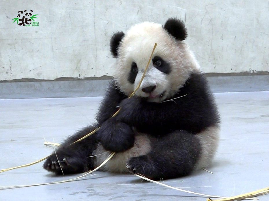 「圓寶」會模仿著媽媽用手抓食物的動作。圖／台北市動物園提供