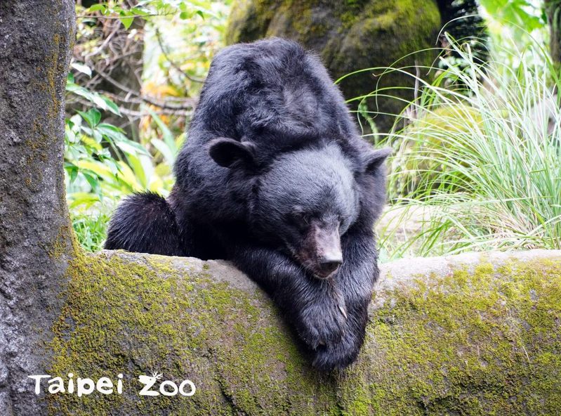 台北市立動物園將在12月26日為「黑糖」舉辦生日派對，及「熊熊發現你」闖關活動，並發送黑糖糕給前100名前來祝福「黑糖」的「糖粉」。圖／台北市立動物園提供