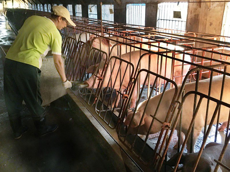 立法院表決通過美國萊克多巴胺豬肉進口，學者專家多認為，即使犧牲了國人的健康，開放萊豬進口也無法打開對美經貿談判的大門。圖／聯合報系資料照片