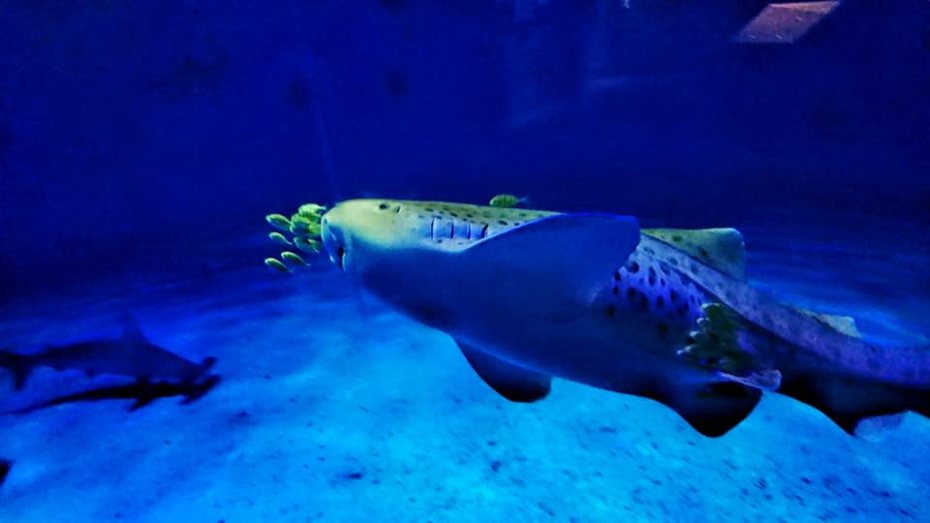 屏東海生館卵生鯊魚的大尾虎鮫最近產出卵鞘。記者潘欣中／翻攝