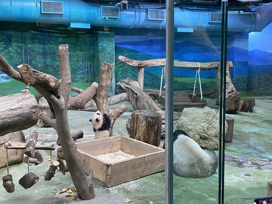 動物園也宣佈12月29日「圓寶」和媽媽「圓圓」會一同亮相，但「圓寶」目前還是小孩子，一天的睡眠時間約佔70%。記者潘才鉉／攝影