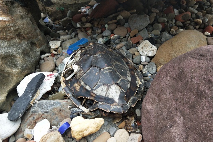 志工曾在基隆外木山淨灘時，發現死亡多時海龜體內體外都是垃圾。記者游明煌／攝影