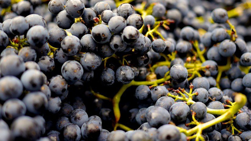 黑葡萄可以改善便祕、貧血、視力和水腫。 圖／pixabay