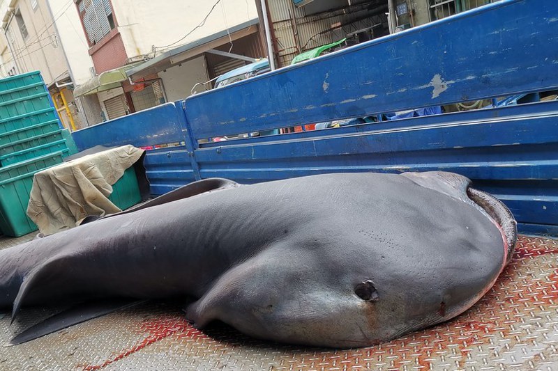 去年11月漁業署再發布禁止捕撈巨口鯊，學界悲觀認為不會有漁民想通報，通報制度形同虛設。圖／漁業署提供