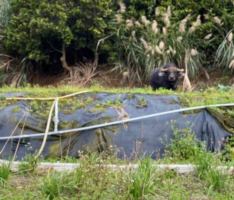 陽明山一頭水牛在平等里的菜園誤踩陷阱被困。圖／取自「為牛請命-巡牛志工隊」臉書社團