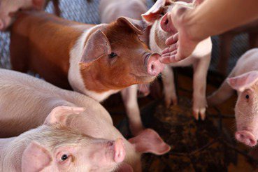 胡博硯／萊豬開放進口後，食品安全的標準能否因地制宜？
