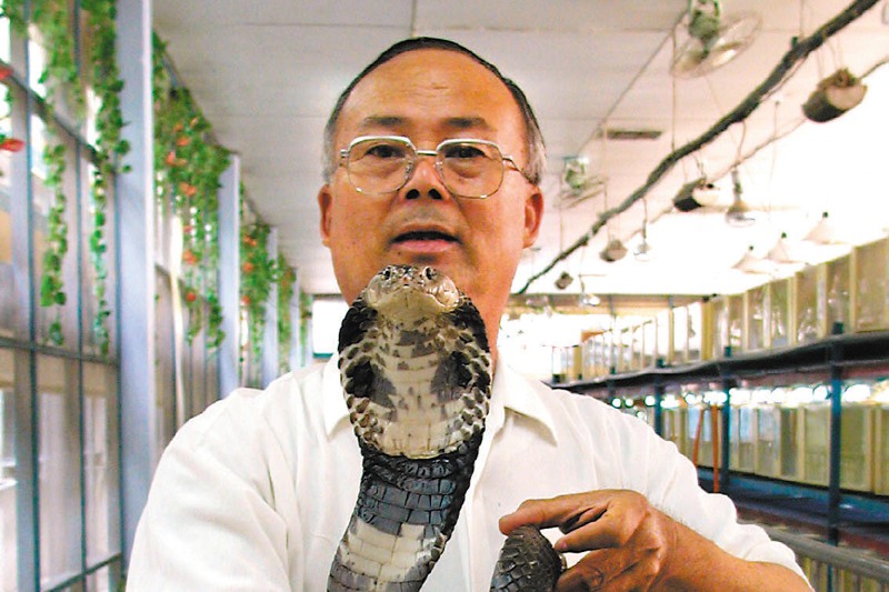 黃國男隨手把玩大眼鏡蛇，看似輕鬆，其實已被咬過多次。圖／聯合報系資料照片