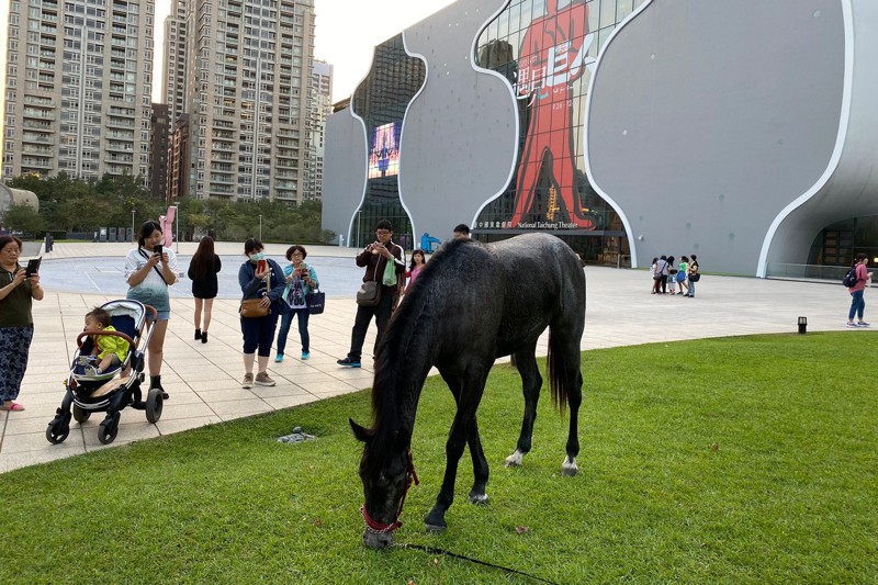 「歌劇院有馬！」讓市民大吃一驚，去年下半年開始，有養馬人士不時會帶愛駒到歌劇院漫步，吸引人群圍觀。記者喻文玟／攝影