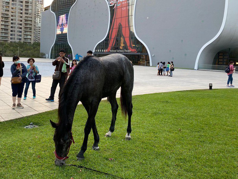 「歌劇院有馬！」讓市民大吃一驚，去年下半年開始，有養馬人士不時會帶愛駒到歌劇院漫步，吸引人群圍觀。記者喻文玟／攝影