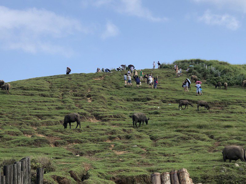 陽明山擎天崗草原早年曾有三千多頭牛「寄養」。圖／聯合報系資料照片