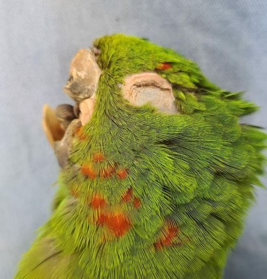 巴西一隻鸚鵡因鳥喙受到嚴重傷害陷入命危。 圖擷自renasceracn  Instagram