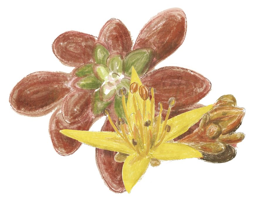 林試所製作「方舟植物手繪風磁鐵：太魯閣佛甲草」教育民眾珍稀植物的重要性。 圖／林試所提供