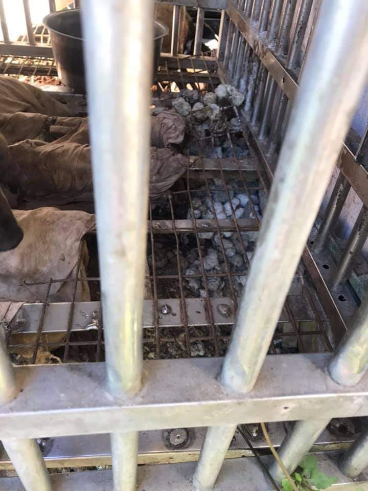 被關在鐵龍的犬隻沒有任何食物和飲水。圖／擷取台灣毛孩守護協會臉書