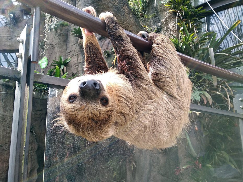 樹懶資料照。圖／台北市立動物園提供