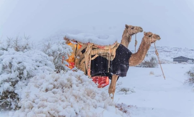 沙烏地阿拉伯西北部的塔布克區（Tabuk）下起雪，駱駝現身雪地奇景。圖／取自sun