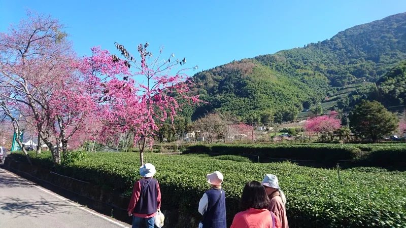 草坪頭櫻花季宣告開始盛開到三月，目前櫻花已開始綻放中。 圖／黑中亮 攝影