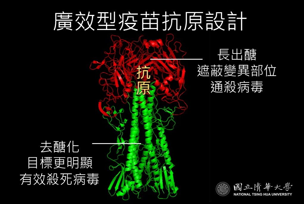清華大學醫科系教授吳夙欽研發出醣遮蔽與去醣化血凝素，可用於發展廣效型流感疫苗。圖／清大提供