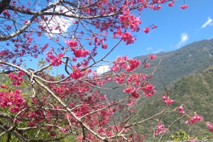 台東縣台20線南橫公路上，隨著海拔高度增加，山區櫻花成為每年2至3月的「嬌點」。 記者尤聰光／攝影