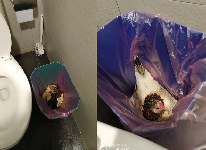 廁所的垃圾桶裡竟然出現一隻雞，網友看完直呼「看到會嚇死」。圖擷自dcard