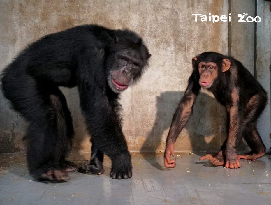 保育員也曾觀察到其他黑猩猩哥哥們會稍微讓著弟弟「娃智」。圖／台北市立動物園提供