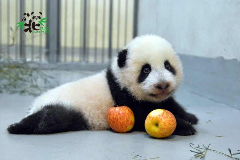 大熊貓寶寶「圓寶」模樣討喜。圖／台北市立動物園提供