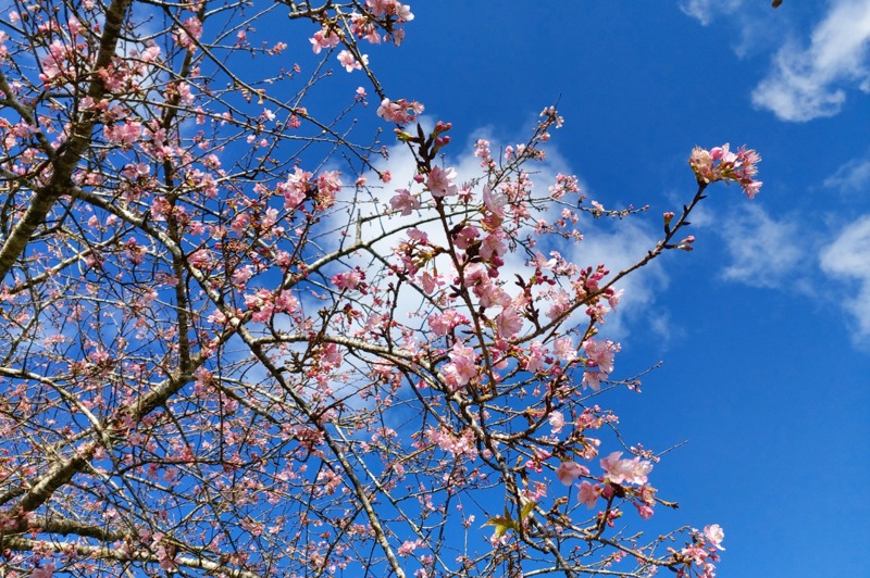 金針花季雖過，花蓮赤科山櫻花逐漸綻放，預計農曆春節後是最佳賞花期。 圖／赤科山櫻之谷提供