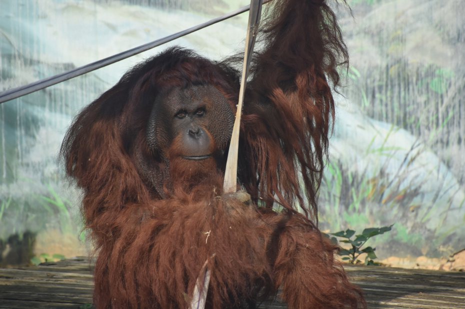 紅毛猩猩「雄大」6年前到台北市立動物園找女友，但因生性太害羞，始終單身，如今階段性任務完成，雙方園區討論近一年後，決定送雄大回家，新竹市立動物園也以全新展區迎接。圖／新竹市政府提供