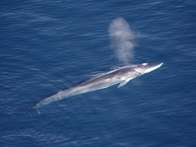 長鬚鯨的叫聲在海中就像大型貨櫃船的引擎聲那麼大，科學家現在利用這種聲音，可知水下2500公尺的海床情況。圖／取自維基百科