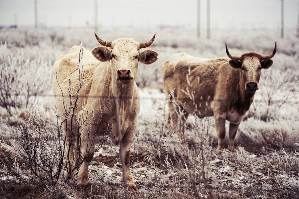 圖為酷寒下的德州之牛。 圖／美聯社